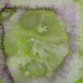 Kuretake Gansai Tambi 777 Granulating Cosmic Olive.jpg
