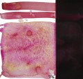 Kuretake Gansai Tambi 776 Granulating Cosmic Red wzornik.JPG
