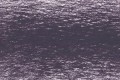 2100 Grape.jpg