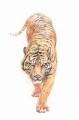 DerwentDrawing_Tiger_Nograss_Final_websized.jpg