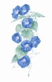 DerwentDrawing_MorningGlory1_Final_websized.jpg