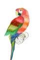 KURETAKE GANSAI TAMBI GRANULATING COLORS - 5kolorów MC20GN5V papuga 2877pxl.jpg